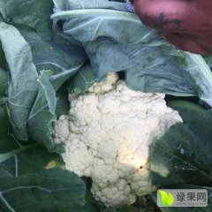 2016高青菜花今年价格有看点