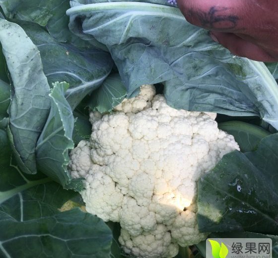 2016年山东高青白面青梗松花菜价格