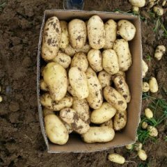 山东枣庄市中荷兰十五土豆品质优良