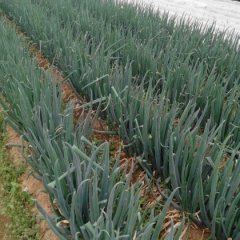 安丘铁杆大葱常年供应