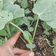 兰陵开发李慧4月西瓜嫁接苗西瓜种子