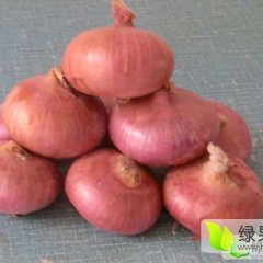 山东单县红皮洋葱量大价优