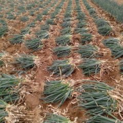 常年供应山东安丘优质铁杆大葱