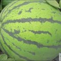 青州谭坊赵保华4月京欣西瓜