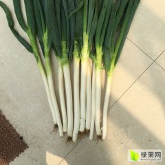 铁杆大葱大量上市