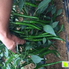 广西合浦线椒辣椒假一赔十