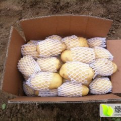 滕州大棚土豆大量下架！欢迎新老客户前来洽谈