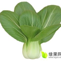 常年供应上海青大油菜