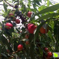 临猗嵋阳任午4月千年红油桃