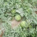 夏邑县8424西瓜大量上市