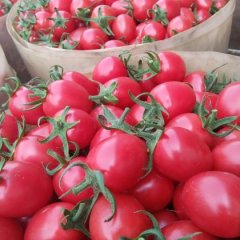 2016寿光圣女果现在订货有惊喜