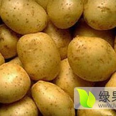 荷兰十五土豆 大量上市 可装网袋和纸箱
