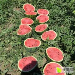 饶阳王岗赵山虎4月京欣西瓜
