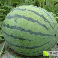 2016温岭西瓜再不来就没机会了！