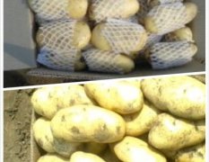 山东滕州土豆当季上市——无限供求！！