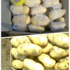 山东滕州土豆当季上市——无限供求！！