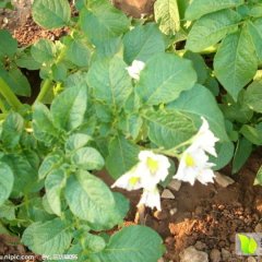 济南市天桥区沛霖土豆种植基地