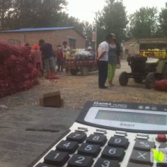 巨野章缝6月红皮洋葱