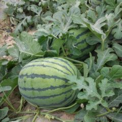 渭南西瓜口感爽口,大荔翟耀军诚信合作