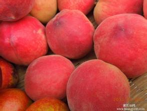 渭南蜜桃欢迎合作大荔翟耀军诚信合作