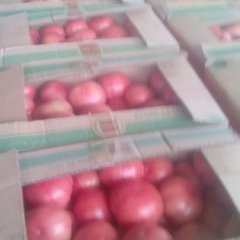 牧野北环金鹏西红柿果型圆 饱满 颜色粉亮