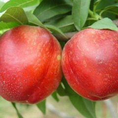 东莞下桥水果批发市场代销桃子