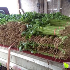 山芹大量上市，欢迎全国客商前来收货