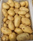安徽界首荷兰十五土豆著名品牌