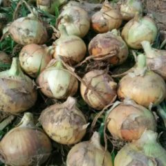 河南新野红皮/黄皮洋葱已大量上市