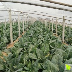 山东济阳县太平镇蔬菜基地、西瓜基地