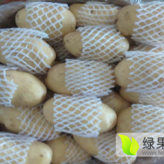 山东滕州荷兰十五土豆逐渐升温