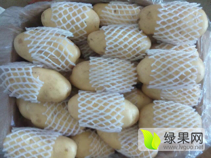 2016年山东滕州荷兰十五价格