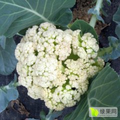 沛县菜花早买早赚,田堤陈聪诚信合作