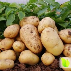 滕州姜屯马先生4月荷兰七号土豆