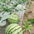 2016夏邑早佳8424，原生品种，五斤坐底
