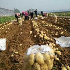 滕州土豆产销两旺姜屯商庆顺诚信合作