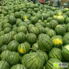 山东泗水万亩西瓜上市了 泗水西瓜基地产地欢迎