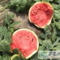 青州谭坊刘庆慧4月京欣西瓜