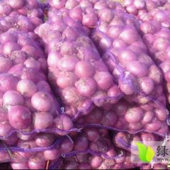 2016郯城洋葱5月-7月开始上市
