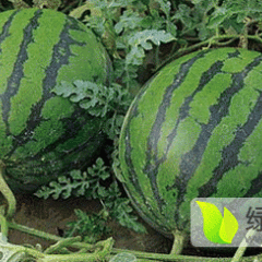 河北阜城漫河京欣西瓜