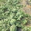 山东岱岳双星西瓜价格适宜