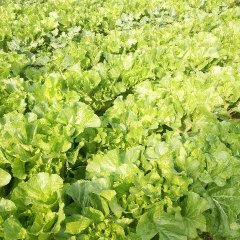 滕州龙阳林浩5月荷兰十五土豆