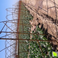 蔚县中甘21甘蓝种植基地