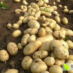 滕州土豆营养丰富,大坞狄潇诚信合作