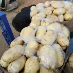 山东滕州冷库土豆