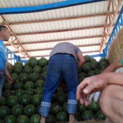 河北饶阳京欣西瓜随行就市