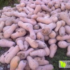 咸宁湖北田明6月早熟密本南瓜