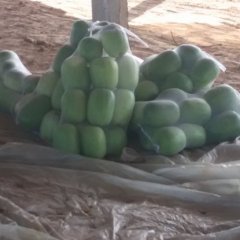 山东莘县冬瓜便宜了，货量增加