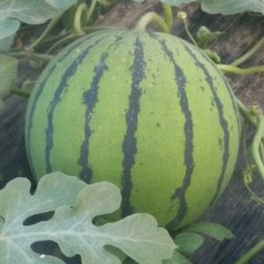 河北饶阳龙卷风现已上市