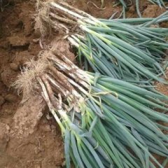 2016安丘大葱今年价格有看点